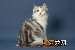 猫猫吃蛋黄有什么好处 猫咪属于什么科类的动物