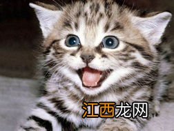 猫猫吃蛋黄有什么好处 猫咪属于什么科类的动物