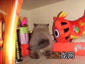 简便的猫窝怎么做 几大步骤做出简便的猫窝