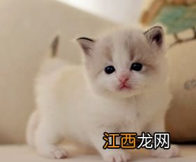 小猫仔怎么喂养 幼猫如何喂养方法