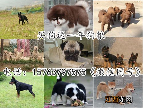 怎样训练马犬 训练马犬的正确方法