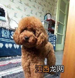 泰迪犬的训练方法 泰迪犬的训练方法是什么