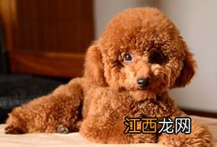 泰迪训练技巧 泰迪犬如何训练