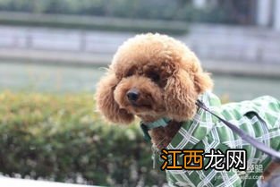 泰迪训练技巧 泰迪犬如何训练