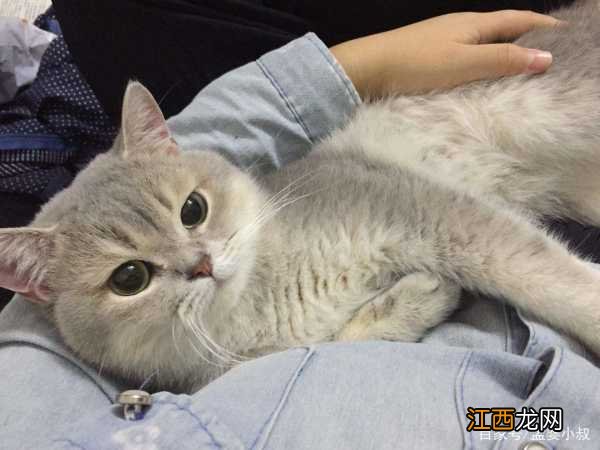 如何处理不想养的猫 不想养猫了怎么办