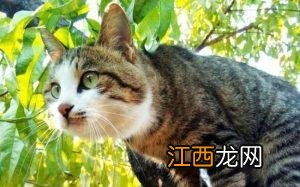 如何处理不想养的猫 不想养猫了怎么办