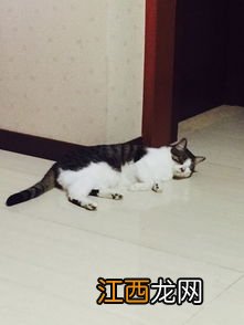 如何处理不想养的猫 不想养猫了怎么办