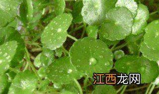 水培铜钱草怎么养比较茂盛好 水培铜钱草怎么养比较茂盛