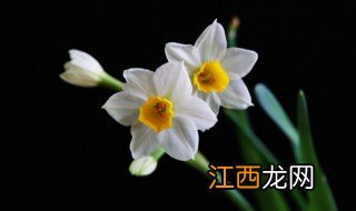 水仙花怎么养才开花? 水仙花怎么养才开花