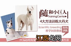 大丹犬怎么训练 训练大丹犬的妙招