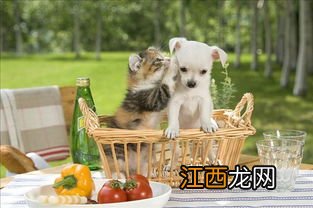 养猫与养狗的区别 从日常相处来看