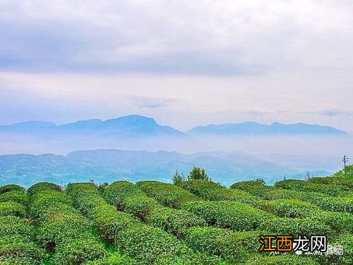 高黎贡山茶叶怎么样