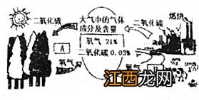 孢子繁殖是有性生殖吗，孢子繁殖的植物有哪些