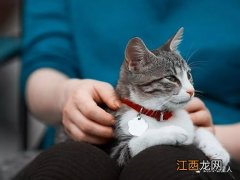 猫咪怀孕注意事项 猫咪怀孕注意事项介绍