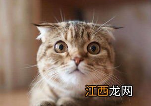 猫一天要睡多久 猫咪晚上精力旺盛吗