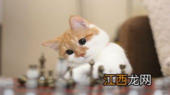 猫咪喜欢被抚摸的表现有哪些 从哪些表现能看出猫咪喜欢被抚摸呢