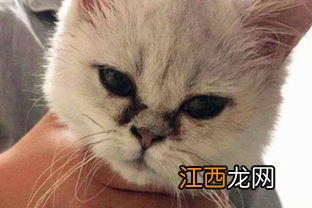 猫猫生理构造容易有泪痕 原因是什么