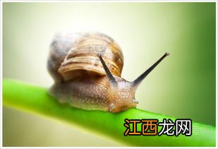 怎么养蜗牛 蜗牛吃什么