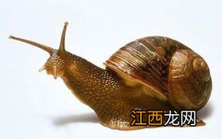 怎么养蜗牛 蜗牛吃什么