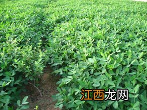 花生花期雨水过大对花生影响，施什么肥好