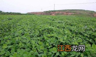 花生花期雨水过大对花生影响，施什么肥好