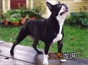 波士顿梗犬介绍 关于波士顿梗犬的简介