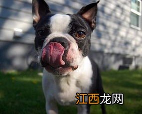 波士顿梗犬介绍 关于波士顿梗犬的简介