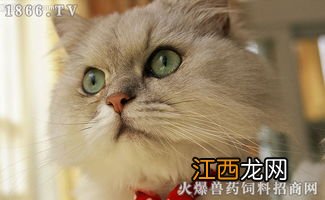 怎么判断猫的年龄 根据什么可以判断猫咪的年龄