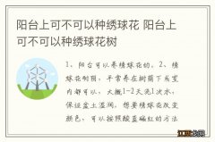 阳台上可不可以种绣球花 阳台上可不可以种绣球花树