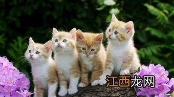 猫可以吃猪肉吗 猫吃猪肉好吗