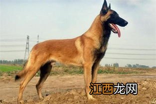 怎么样挑选马犬 选择马犬的方法介绍