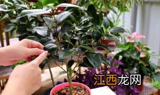 什么时候适合给山茶花剪枝条 什么时候适合给山茶花剪枝