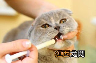 猫咪驱虫多久一次 猫驱虫药多久吃一次