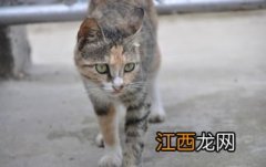 猫咪驱虫多久一次 猫驱虫药多久吃一次