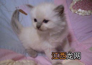 猫咪驱虫多久一次 猫驱虫药多久吃一次