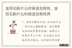 金钗石斛什么时候适合剪枝，金钗石斛什么时候适合剪枝养