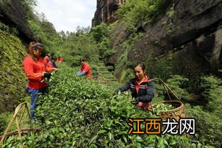 青狮岩大红袍怎么样