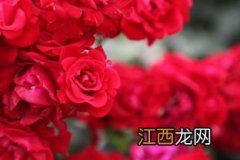 美国的国花是什么花 玫瑰花象征什么