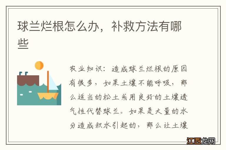 球兰烂根怎么办，补救方法有哪些