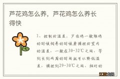 芦花鸡怎么养，芦花鸡怎么养长得快