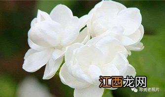 茉莉白雪香怎么样