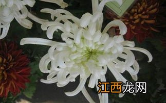 菊花泡在水里怎么辨别