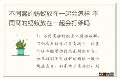 不同窝的蚂蚁放在一起会怎样 不同窝的蚂蚁放在一起会打架吗