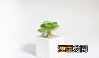 卧室适合养植物辟邪吗 室内镇宅辟邪什么植物最好