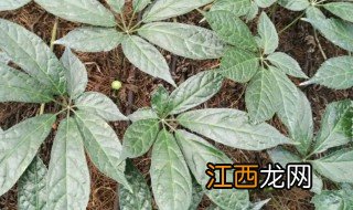 家里适合养三七吗 家里养的三七是什么样的