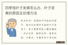 四季桂叶子发黄怎么办，叶子发黄的原因及处理方法