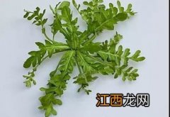 苦菜怎么做茶泡水喝