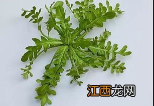 苦菜怎么做茶泡水喝