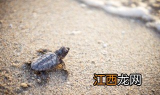 女子卧室适合养乌龟吗知乎 女子卧室适合养乌龟吗