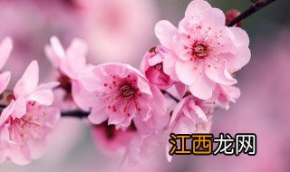 梅花适合室内养殖吗 梅花适合养殖在卧室吗